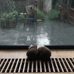 a looping image of two guinea pigs sitting together in front of a window, looking out on a rainy day